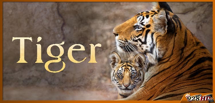 ดูหนังออนไลน์ Tiger 2024