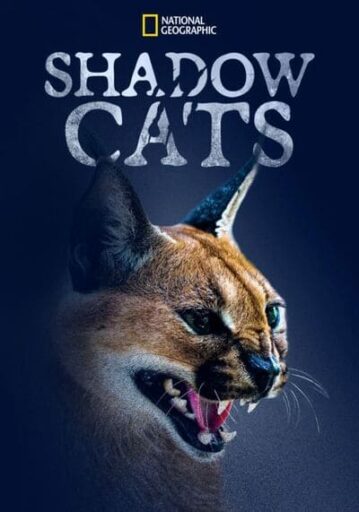 แมวแห่งเงา (Shadow Cats)